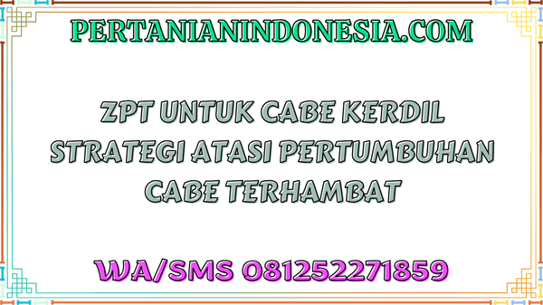 ZPT Untuk Cabe Kerdil Strategi Atasi Pertumbuhan Cabe Terhambat